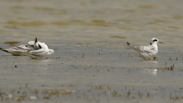 Group of Forster's tern in the water.