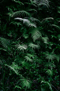 Fototapeta fern leaf in the forest