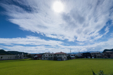 Obraz premium 夏の稲の水田と周辺の民家の風景