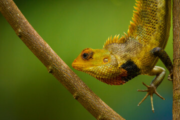 chameleon