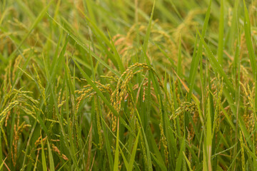 雨後のみずみずしい稲穂の風景