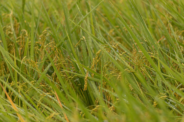 雨後のみずみずしい稲穂の風景