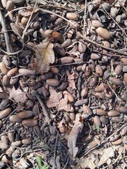 dry leaves on the ground