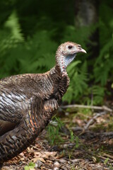 turkey in the wild