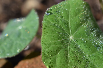 dew on lotus leaf