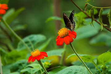 Common Mime butterfly