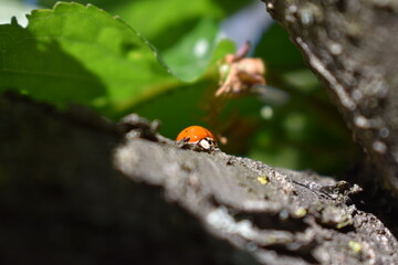 Obraz premium ladybird on a leaf