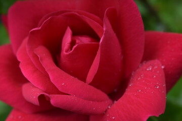 red rose closeup