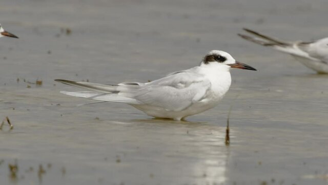 Forster's tern (Sterna forsteri) close-up. White bird with a black beak standing in the water.