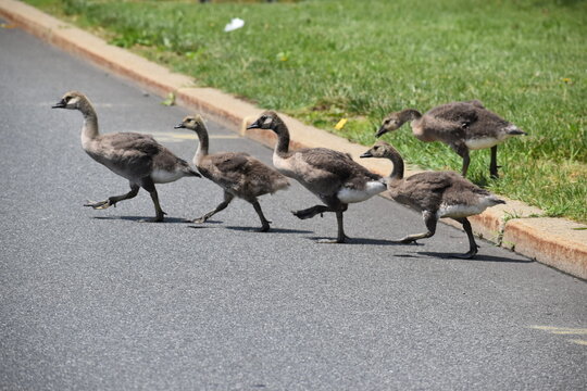 Canada geese babies crossing the road