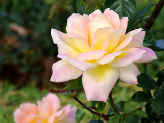 A blooming rose in garden. Natural plant blossom in the field.