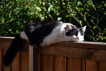 Fototapeta na wymiar cat on the fence enjoys the sun