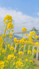 Fototapeta premium 菜の花と明石海峡大橋