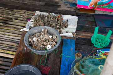 Oysters caught by fishermen from the sea