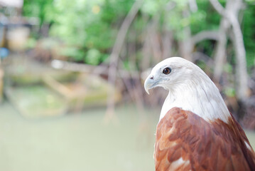 A red hawk on a branch in a seaside village.