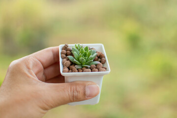 Naklejka na ściany i meble Hand of woman holding a succulent plant in a white pot with green blurred background.