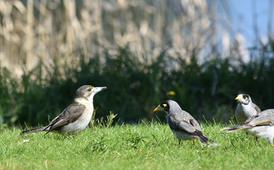 birds on the grass