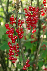 Ripe red currant berries on a bush close - up view