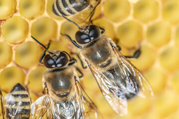 closeup macro Big drone bee in honeycomb male bee with bee worker
