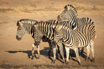 Fototapeta na wymiar Small zebra herd standing at edge of water in golden afternoon light in Kruger Park South Africa