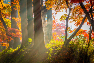 木漏れ日と紅葉