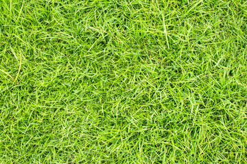 Green lawn for background. Green grass background texture. top view.