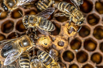 Sealed brood of Honey bees in apiary of beekeeper in hive Nurse bees on the frame with the beeswax and propolis colony
