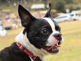 Perro feliz y sacando la lengua