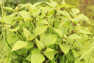 sticky snakeroot tender leaf growing in summer season at village