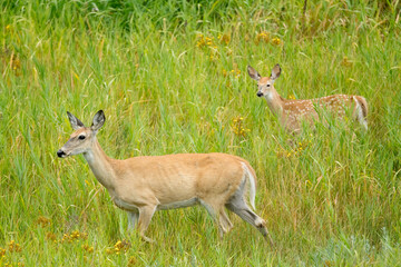 Naklejka na ściany i meble Deer and its fawn in the grass.