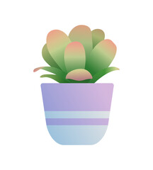 Cotyledon succulent houseplant in flowerpot. Indoor potted plant for home or office interior decoration botanical design flat vector illustration isolated on white background