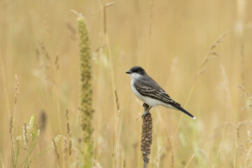 Perched eastern kingbird in Idaho.