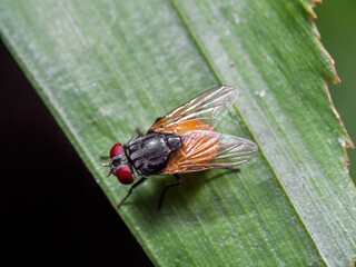 Macro Photo of Housefly on Green Leaf