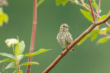 Savannah Sparrow perched on a twig.