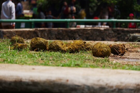 Sumatran elephant feces / Sumatran elephant poop that has a large round shape like a ball on the ground