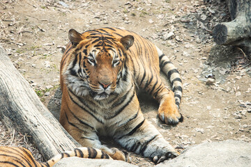 Tiger sitting on the ground