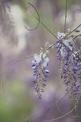 Wisteria or Wisteria floribunda vines in soft light with selective focus.