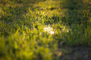 Golden hour light on a green grass lawn with small pool of water. 