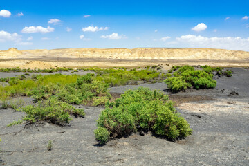 Fototapeta na wymiar Green plants in the desert, oasis