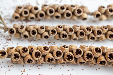 Dried seeds of red bottle brush tree on white background.Mediterranean country plant