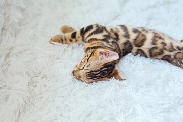 Little Bengal kitty laying on the white background.