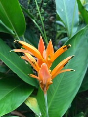 orange lily flower