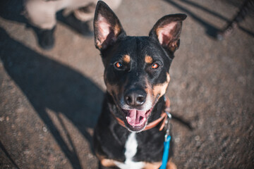 German Shepard looking at camera