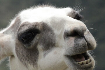 Hermosa llama feliz y sonriendo