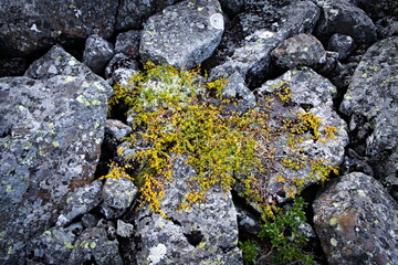 dwarf shrub on the rocks in the mountains