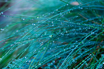texture of green grass with drops after a rain