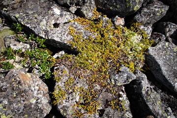 Obraz premium dwarf shrub on the rocks in the mountains