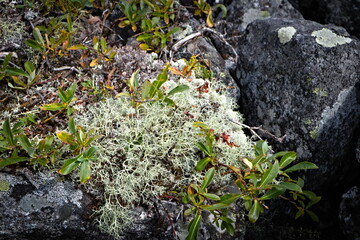 dwarf shrub on the rocks in the mountains