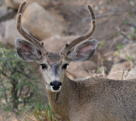A beautiful young mule deer buck looks at the camera.