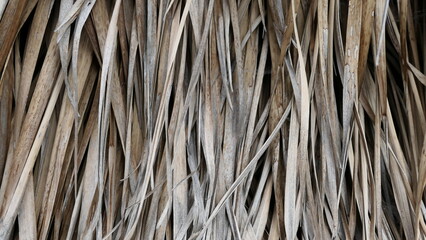 dry palm leaves background texture or wallpaper